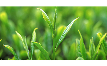 茶葉質(zhì)量追溯管理系統(tǒng)可以實(shí)現(xiàn)哪些功能?具有哪些優(yōu)點(diǎn)?