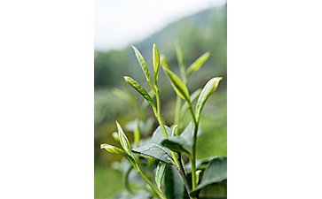 茶葉二維碼防偽標(biāo)簽可以帶來哪些優(yōu)勢價(jià)值已經(jīng)特點(diǎn)?